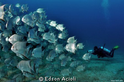 Filming the school of fish. Nikon D90, Tokina 10-17mm Len... by Edson Acioli 